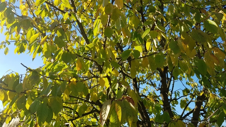 Bäume im Herbst